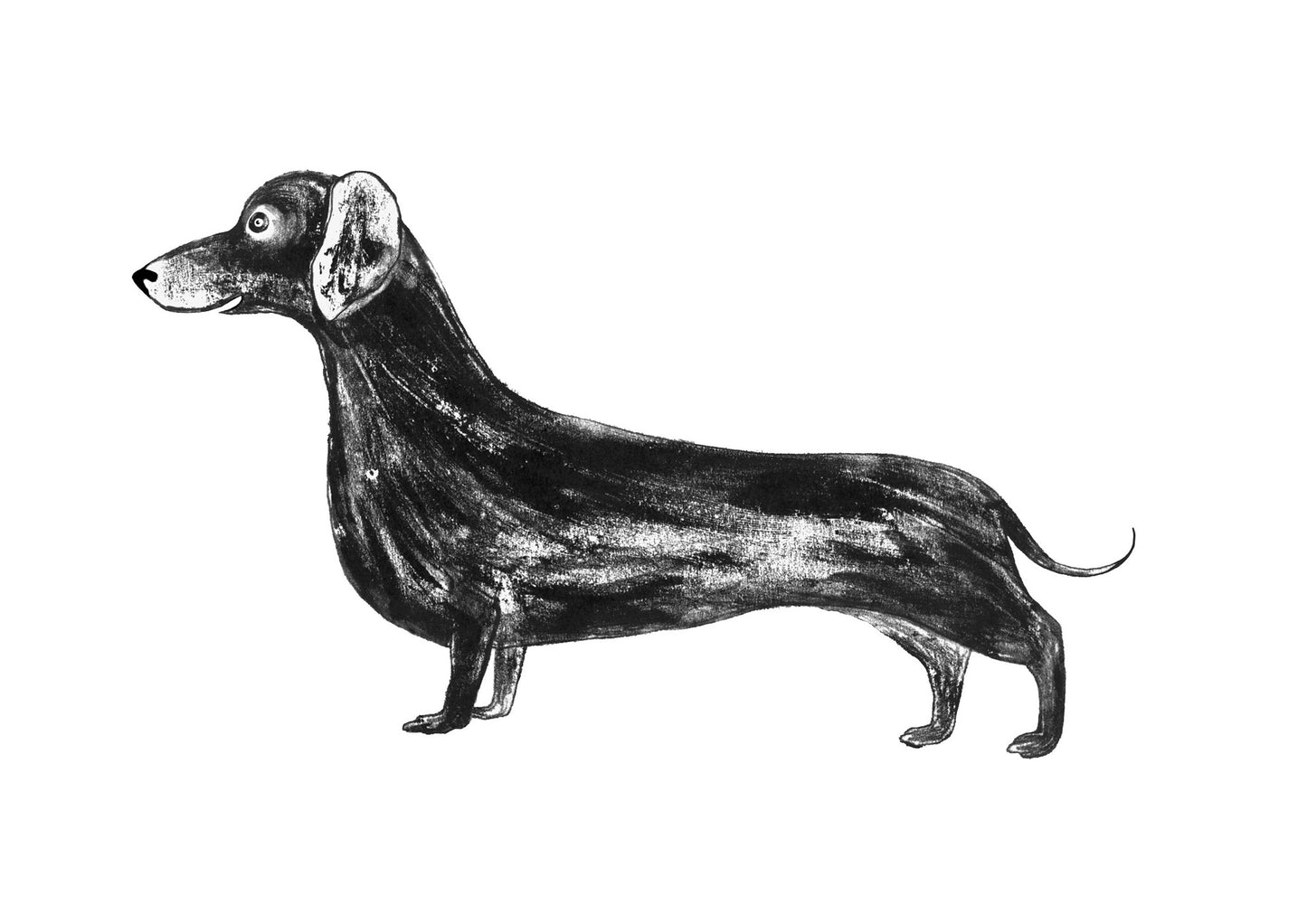 Sausage dog