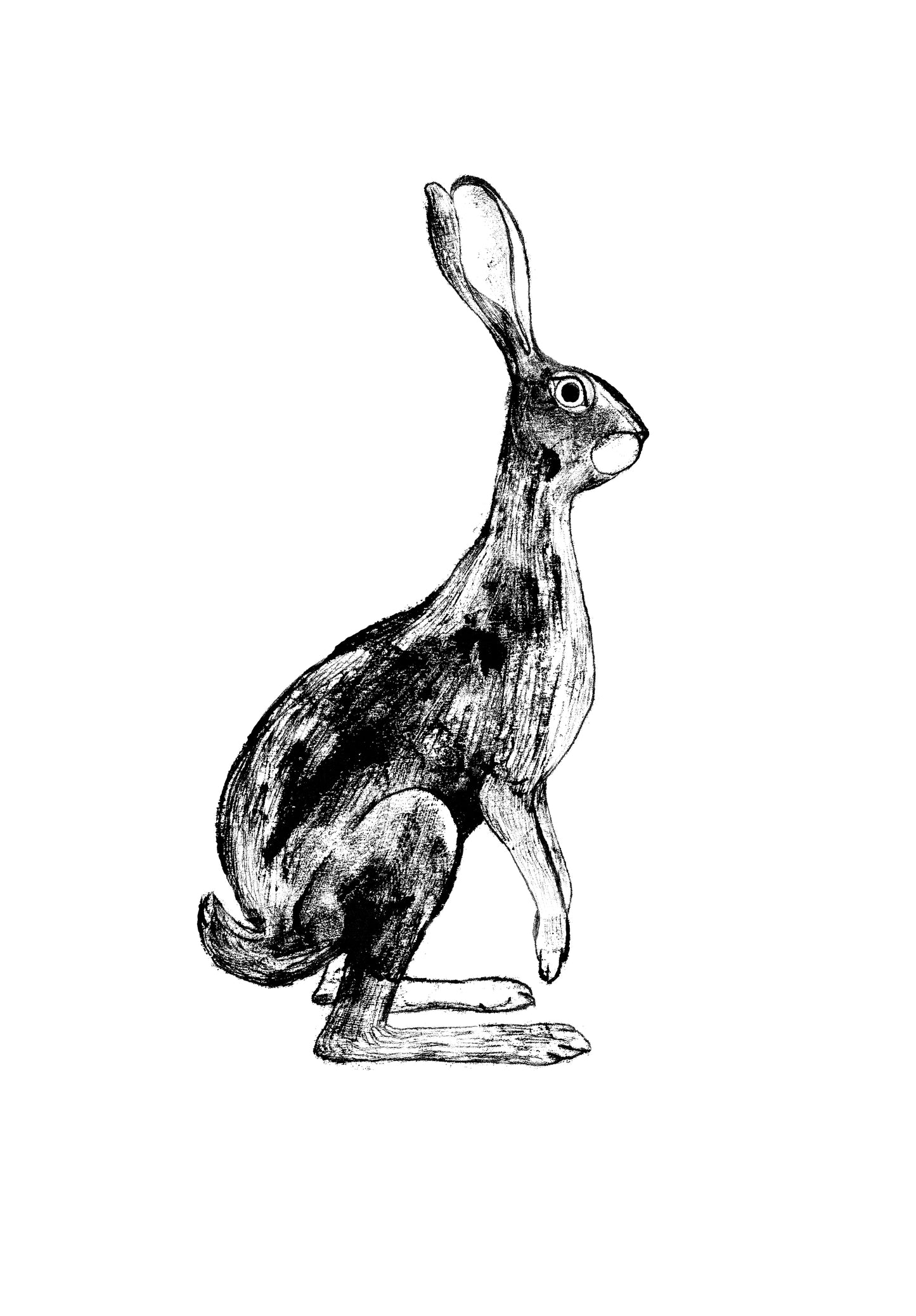 Sitting Hare
